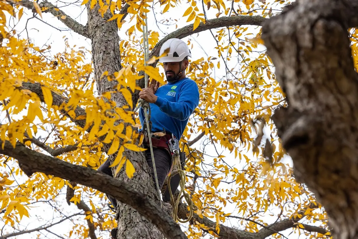 Skilled Tree Planing crew working in Roxbury